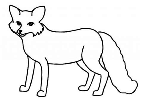 Arctic Fox Drawing | Free download on ClipArtMag