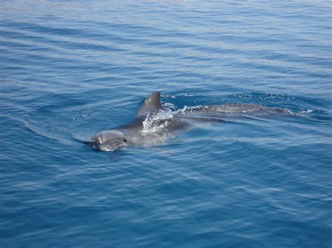 images sea water biology human fish marine life eating