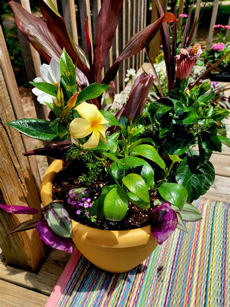 10 Tips For Beautiful Potted Plants Plant Like A Pro