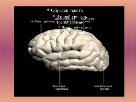 Передній мозок - презентація з біології