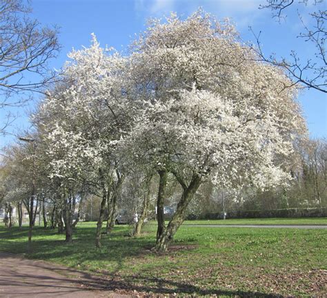 Cherry Plum - Tree Guide UK -Cherry Plum identification