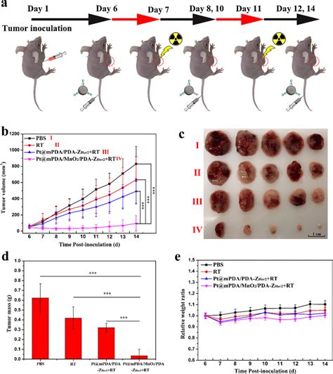 In Vivo Chemo Radiation Combined Therapy Efficacy Of Different