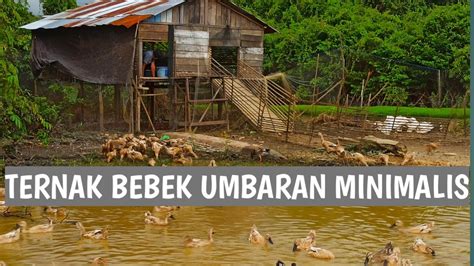 Inspirasi Ternak Bebek Umbaran Tradisional Di Kalimantan Selatan