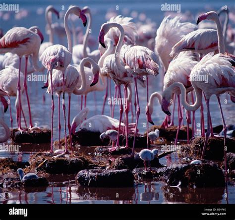 Flamingo Feeding Baby Hi Res Stock Photography And Images Alamy