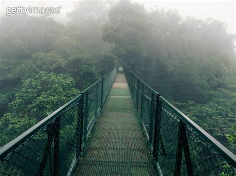 Misty Hanging Bridge Over Trees In Cloud Forest Near Monteverde In