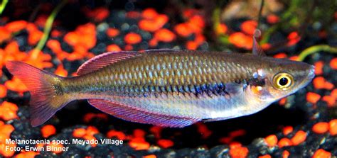 Melanotaenia Spec Meyado Village Rainbowfishstable