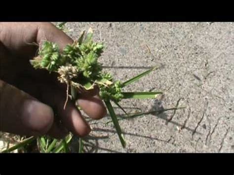 wild edible nutgrass aka nutsedge - YouTube