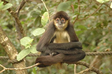 Geoffroys Spider Monkey Ateles Geoffroyi New England Primate