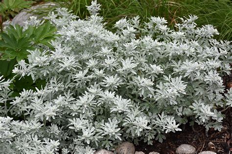 Silver Brocade Artemesia Artemisia Stelleriana Silver Brocade In