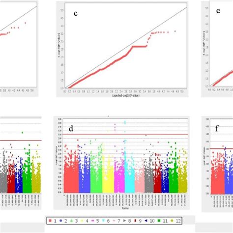 Snp Density Plot Chromosome Wise Representing Number Of Snps Within