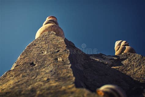 Caracoles En Una Roca Foto De Archivo Imagen De Necesidades