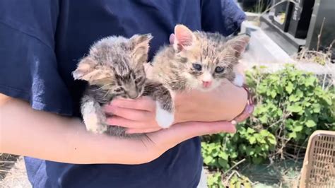 炎天下の中、お墓に捨てられていた子猫たち幸せあふれる結末に涙が止まらないと23万3000再生「感謝でいっぱい」「優しさに感動」 ねこちゃんホンポ