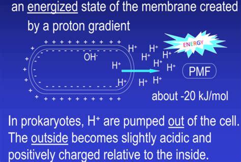 Chem 423B ETC ATP Synthase Pt II Flashcards Quizlet