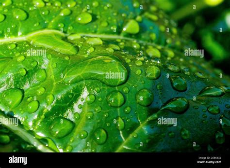 Drops Of Water On An Acanthus Leave After The Rain Bron France Stock