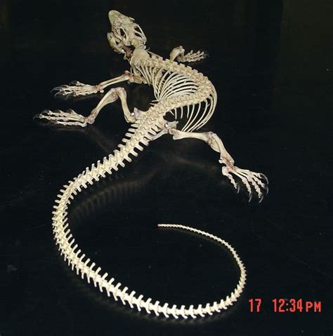 Lizardskelly Animal Skeletons Animal Bones Skeleton