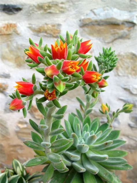 Echeveria Set Oliver Is A Branching Stemmed Succulent Plant Up To