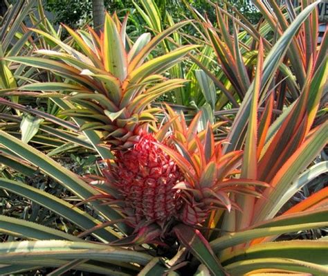 Jenis Tanaman Hias Nanas Merah Berwarna Untuk Mengisi Kebun Tanaman