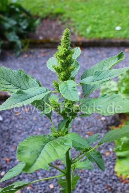 Amaranthus Retroflexus Red Root Amaranth Seeds Plants Dried Herbs