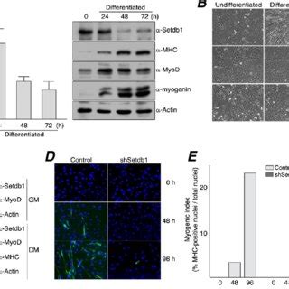 Inhibition Of Myogenic Differentiation By Setdb1 Depletion A Levels