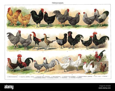 Best Laying Hen Breed Chart
