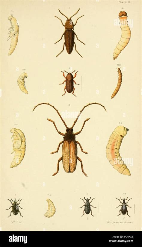 An Elementary Manual Of New Zealand Entomology Plate II Stock Photo