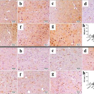 Photomicrographs Of Brain Immune Staining A Nrf Expression And B