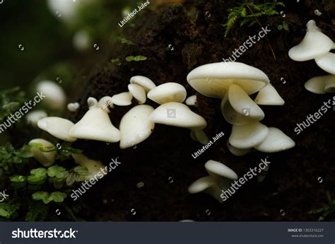 Angel Wing Mushroom Cluster Stock Photo 1303316227 | Shutterstock