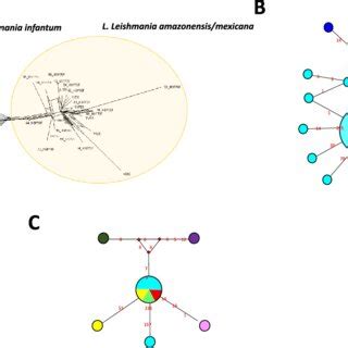 Leishmania Species Phylogenetic Relationships Based On HSP70 Gene And