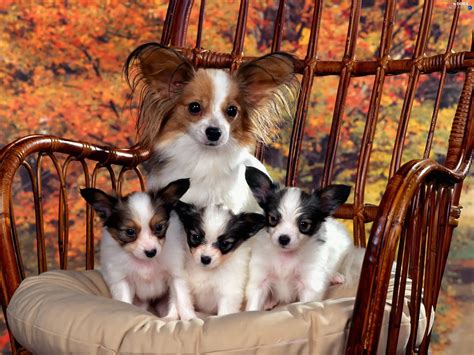 Miniature Continental Toy Spaniel Papillon Puppies Dogs Wallpapers