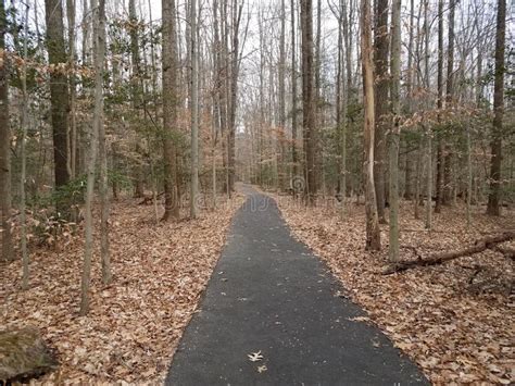 Asphalt Trail Or Path And Trees In The Forest Stock Image Image Of