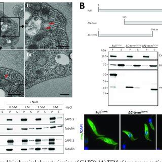 Ultrastructural And Biochemical Characterisation Of Cap A Tem Of