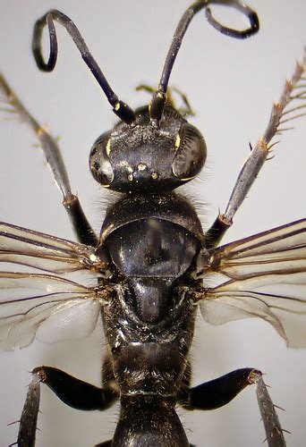 Episyron Rufipes Female Head Thorax Ryton Pools Warwi Flickr