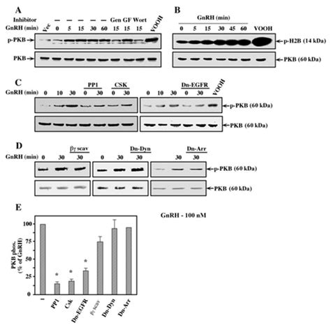 Ijms Free Full Text C Src Is Activated By The Egf Receptor In A