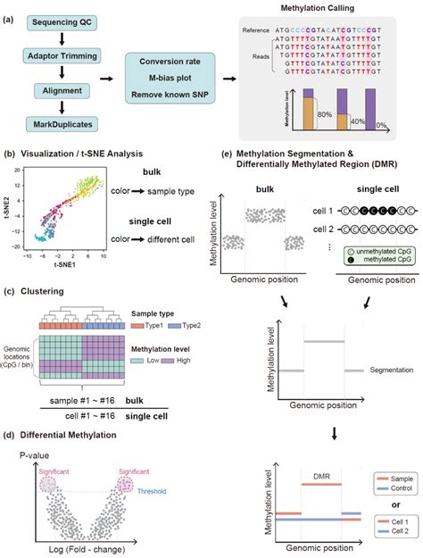 Biomolecules Free Full Text Introduction To Single Cell Dna