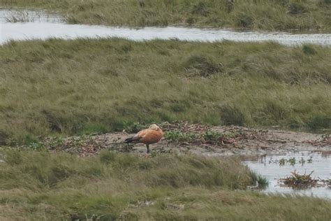 Ebird Taiwan Checklist Feb Iba Hsinchu Coast