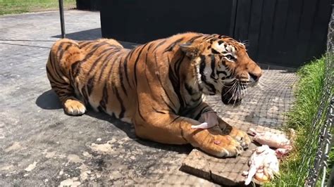 Tigre Tiger Comendo Um Lanche De Boa Animais YouTube