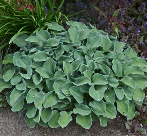 Hosta ‘Blue Mouse Ears’ – One Earth Botanical