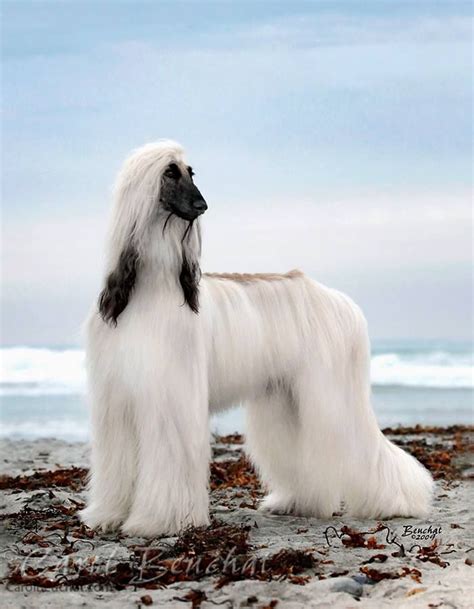 Afghan Hound Puppy Price Australia - Pets Lovers