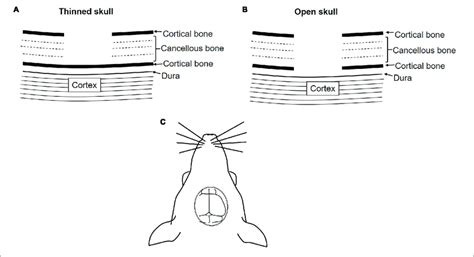 Schematic Diagram Of The Skull Cranial Window For IVM A