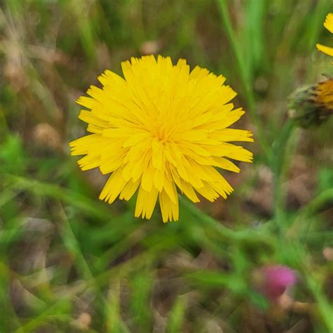 Ferkelkraut Hypochaeris Radicata WildLand