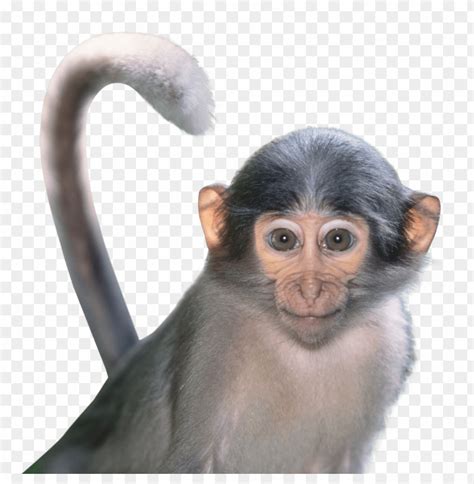 Detail Monkey Png Transparent Koleksi Nomer 13