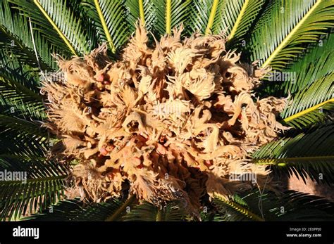 Sago Palm Or Sago Cycad Cycas Revoluta Is A Gymnosperm Plant Native