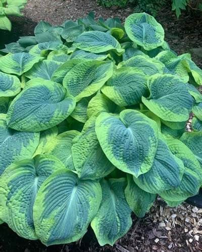 Variegated Hostas: 35 Varieties With Full Topic Overview – World of Garden Plants