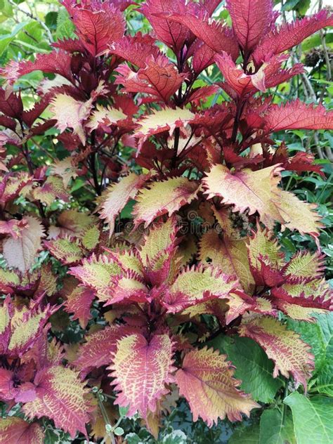 Plectranthus Scutellarioides Coleus Flower Stock Photos Free