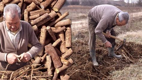 Descubre Los Increíbles Beneficios De La Planta Regaliz De Palo En Tu