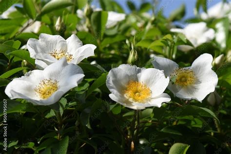 Cherokee Rose Rosa Laevigata Flowers Rosaceae Evergreen Vine Shrub