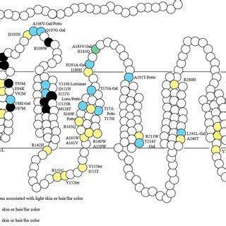 Ancestral state reconstruction of Lorisidae skin color using 1,000 ...