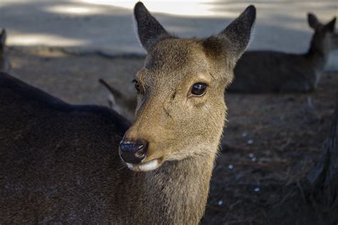 Nara Japan Manu Torras Flickr