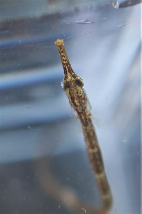 Dusky Pipefish