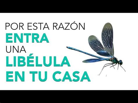 Descubre qué significa cuando una libélula entra en tu casa Todo lo